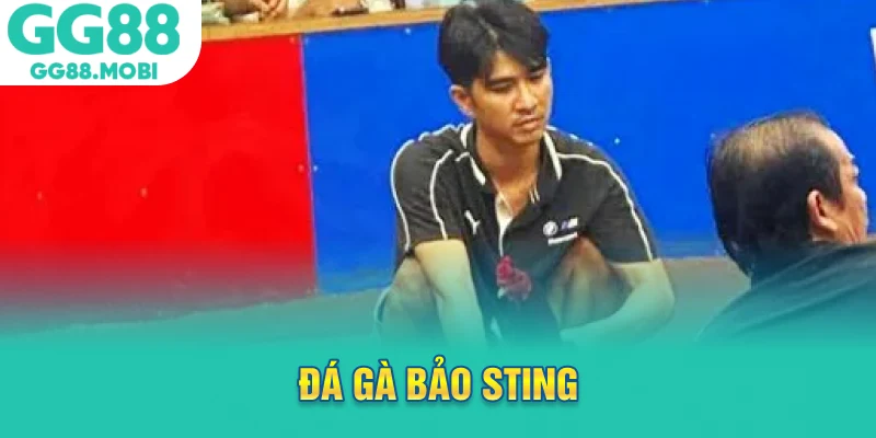 đá gà bảo sting